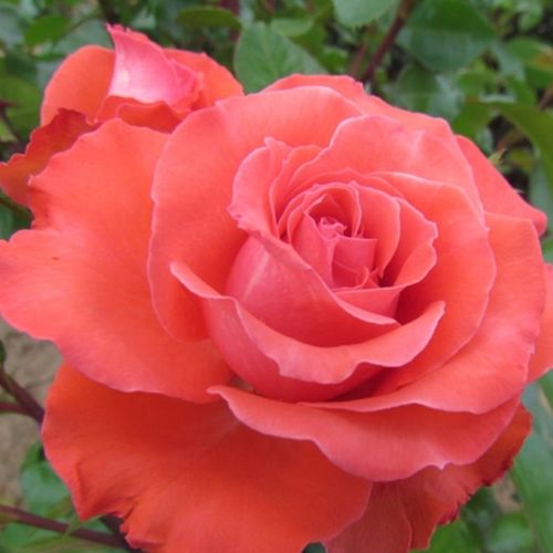 E-commerce, vendita, rose, in, vaso rose floribunde - rosso - Rosa Special Memories™ - rosa dal profumo discreto - John Ford - ,-